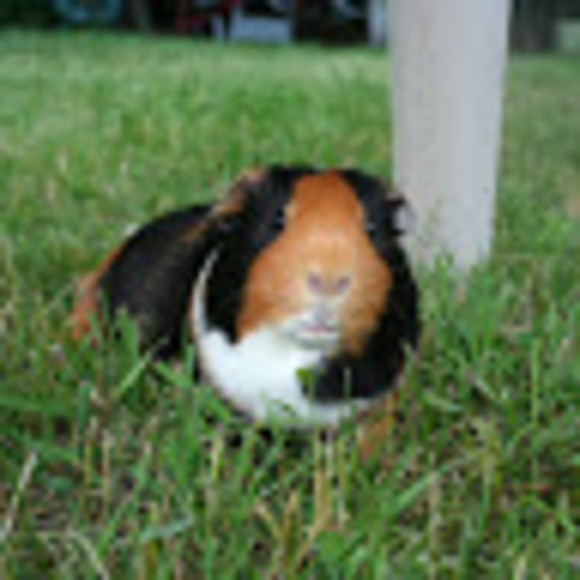 Meet your Posher, Noah - Picture 1 of 1